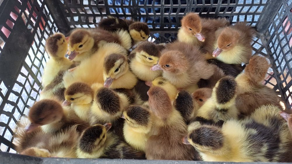 Индаутка балапаны