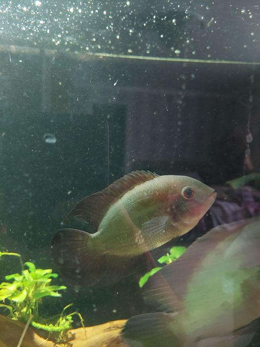 Цихлозома бражник