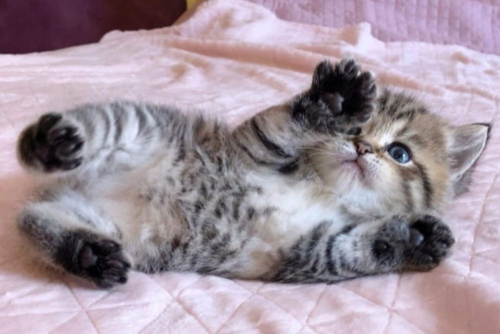 British silver tabby