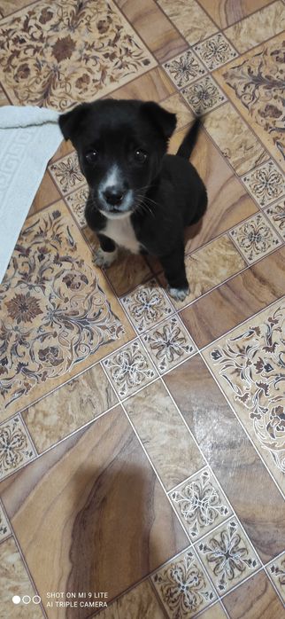 Щенок 2,5 месяца