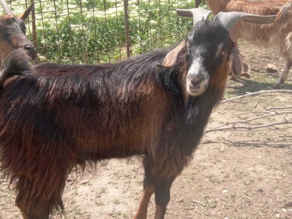 Vând doi Țapi de prasila