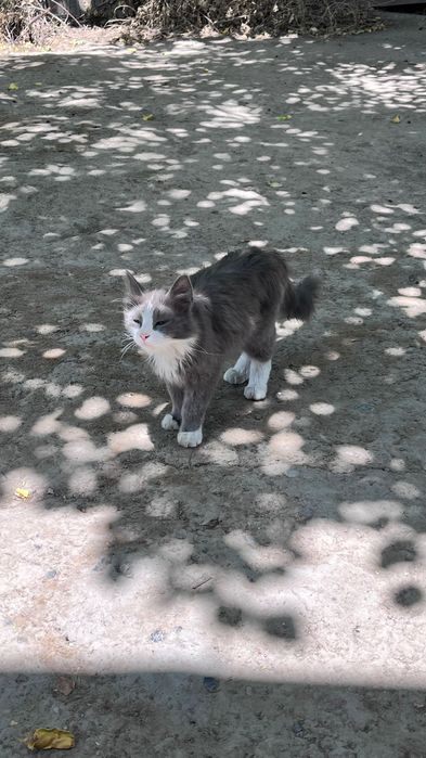 Продам Сибирского кота