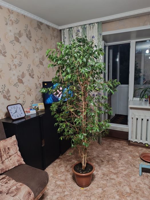 Фикус Бенжамина цветок
