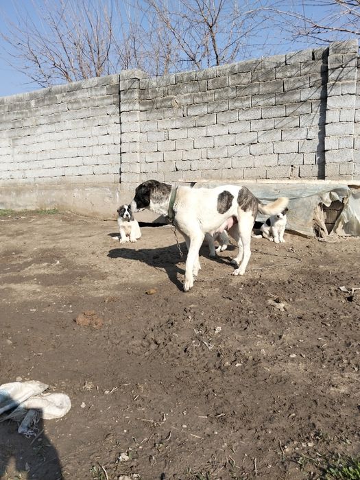 Күшік сатылады шешесіне сатылады