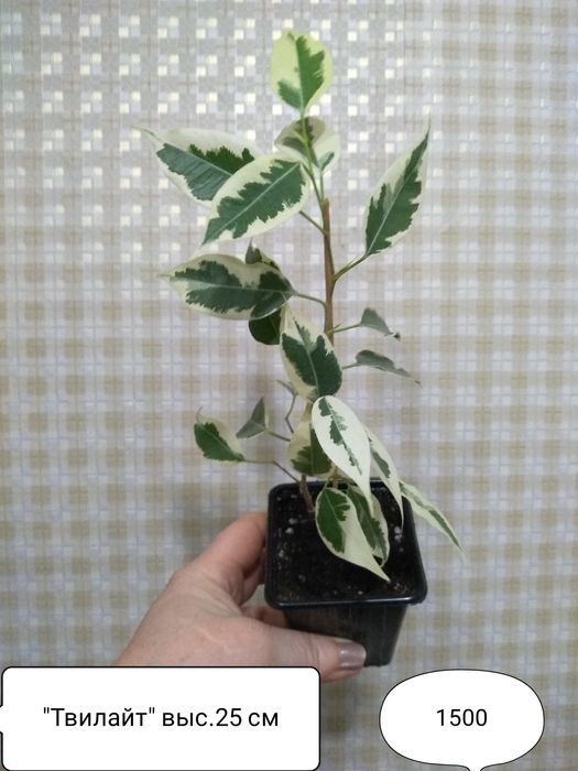 Продам Фикусы разные.