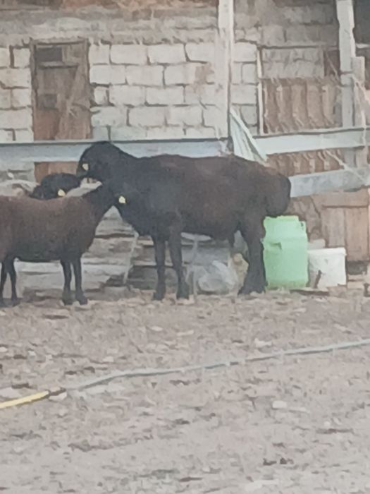 Продам баранов овце-матки