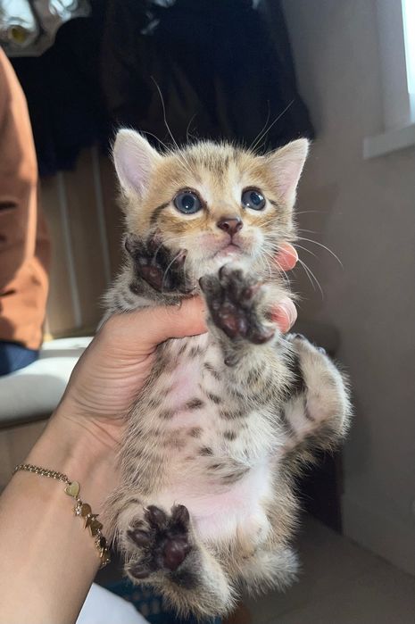 Продам котят , все мальчики