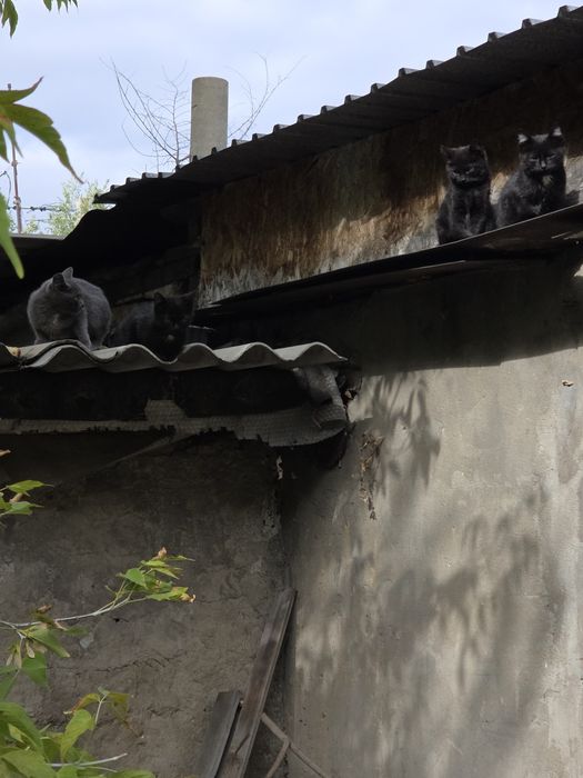 Отдам даром котят