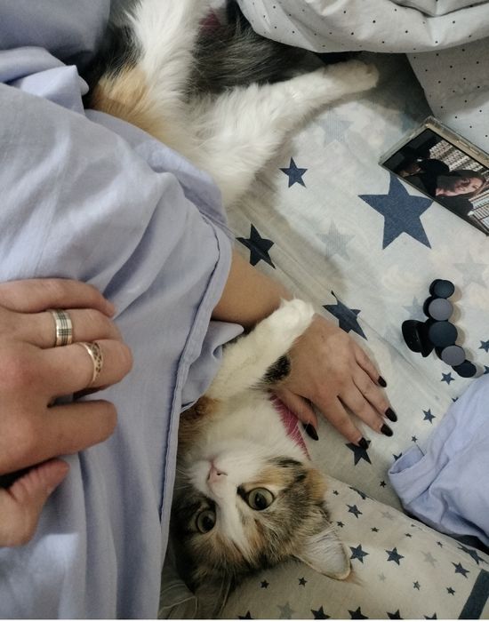 Кошка хочет в хорошие руки