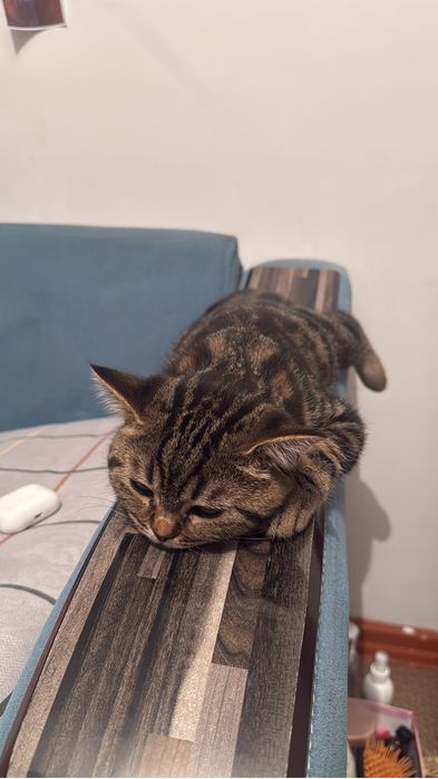 Кот ишет семью кастрированный