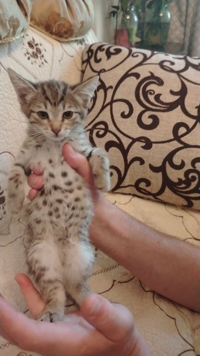 Продаём котят мальчики и девочки
