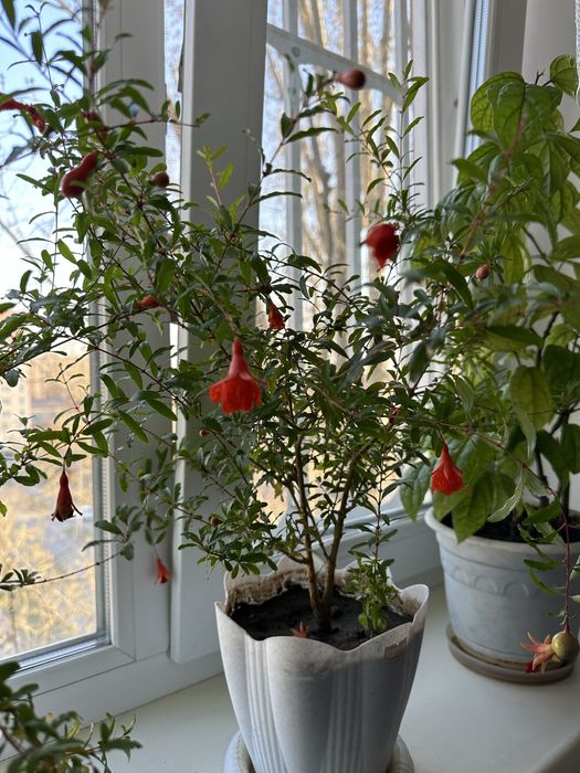 Продам гранат комнатный