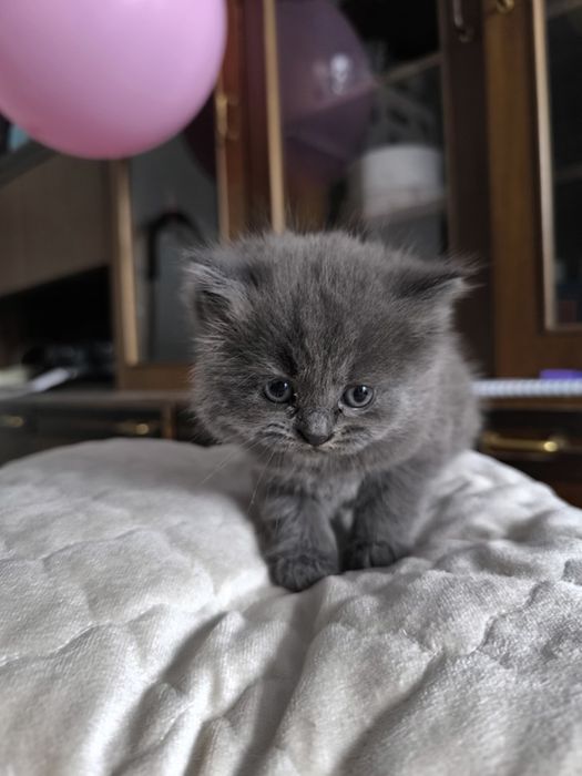 Продаются котята британцы
