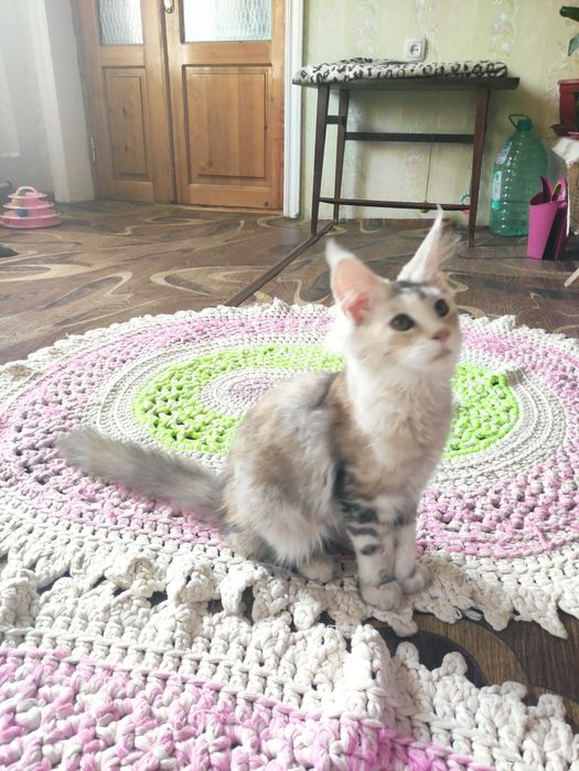 Мейн-кун девочка