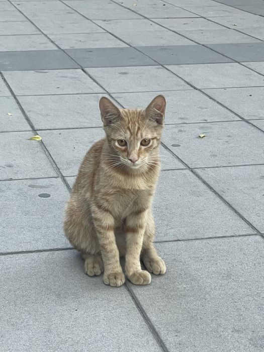 Рыжый котенок ищет дом
