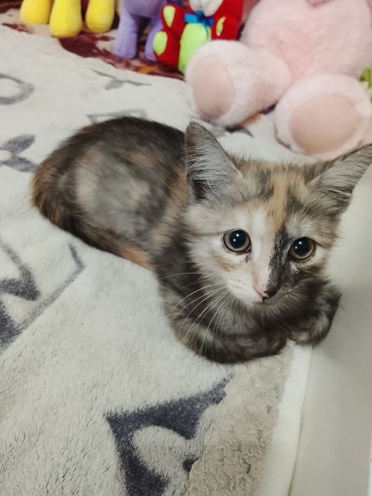 Пристраивается девочка в добрые руки.