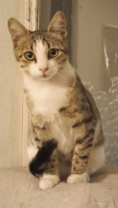 Подарявам мъжко коте на 5 месеца
