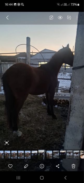 Айғыр үш жасар сатылады