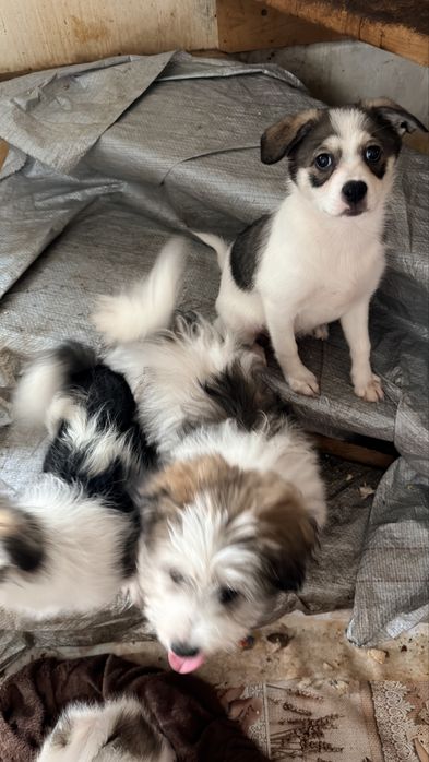 Adoptie - pui de catel , talie mica