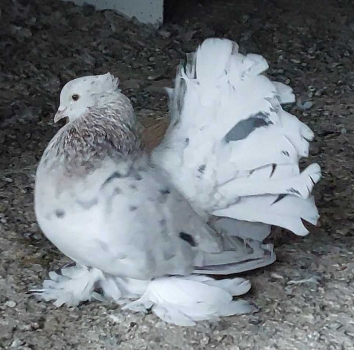 De vânzare Voltati indieni