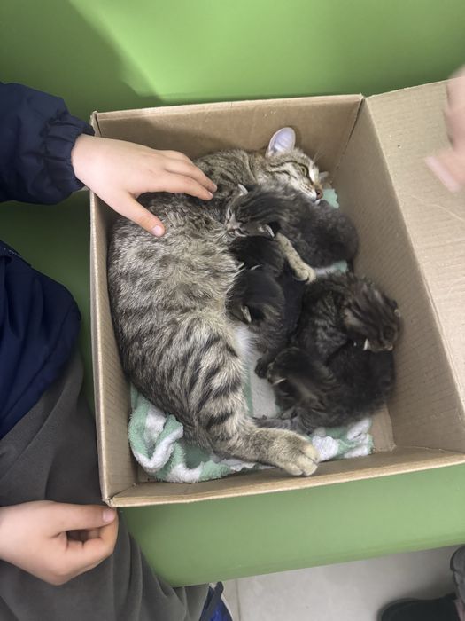 Котенок кот котята серые