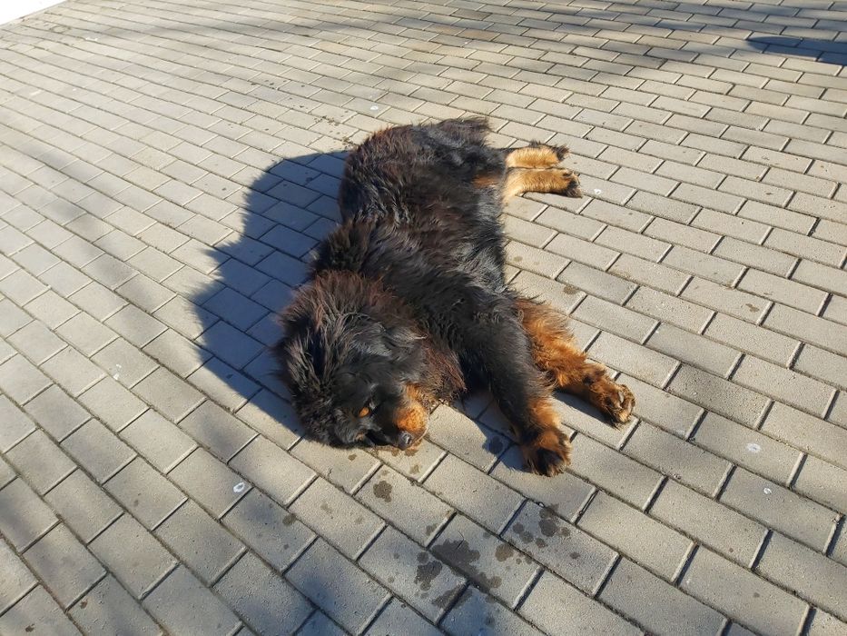 Тибетский Мастиф на вязку