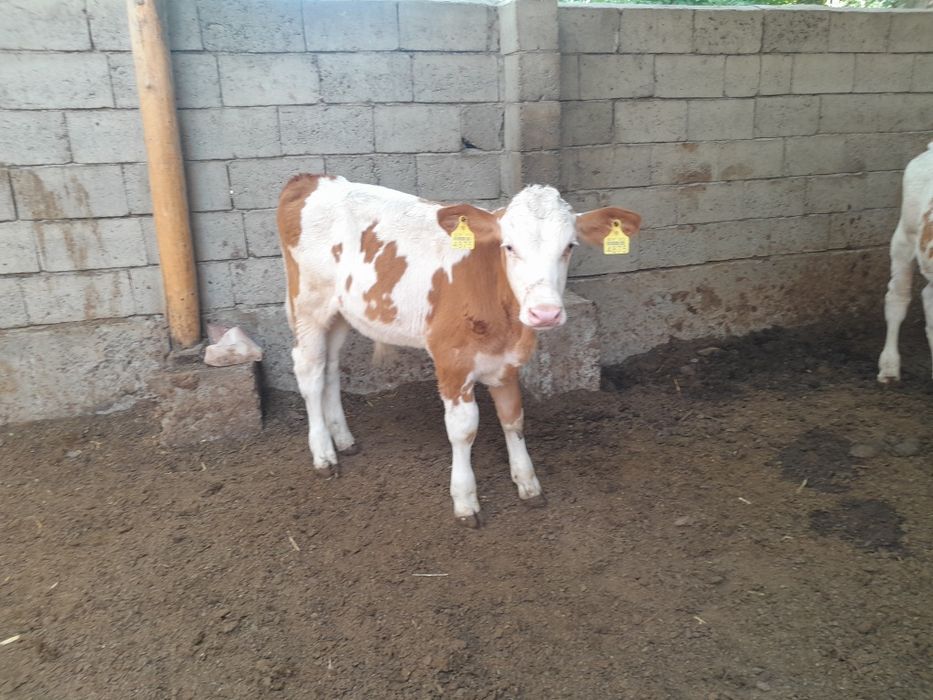 Simmental buqalar