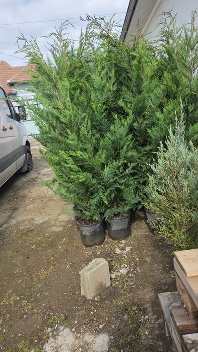 Vand tuia smaragd, leylandi si alte plante ornamentale