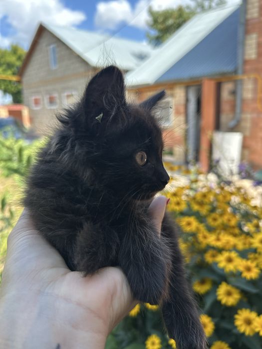 Отдам котёнка в добрые руки