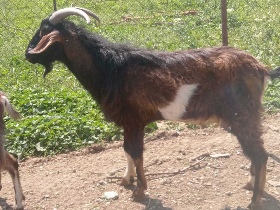 Vând doi Țapi de prasila