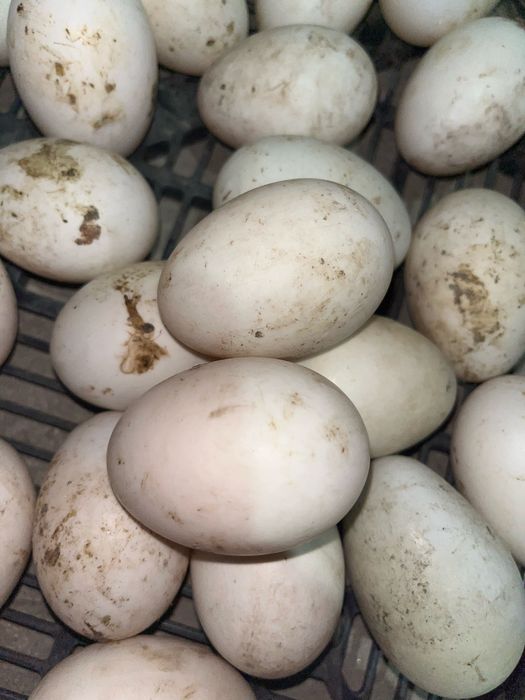 Продам утиное яицо