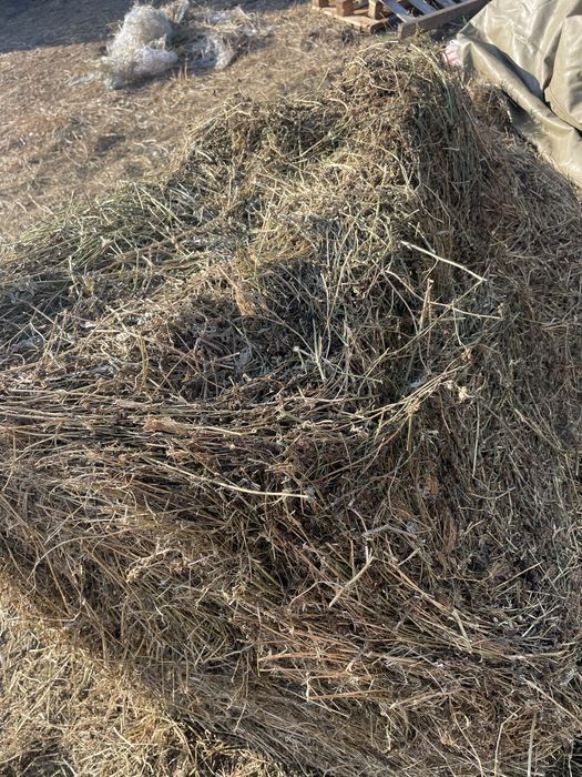 Vand lucerna coasa 3