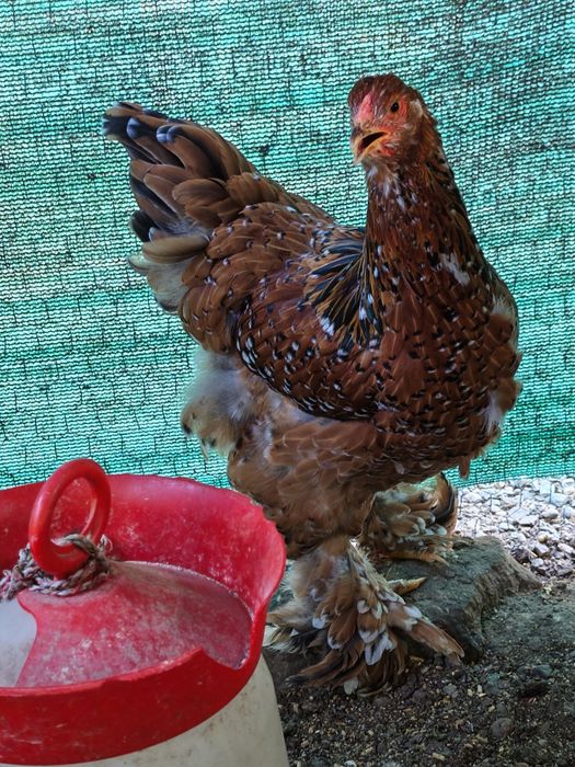 Cocoși Brahma Porțelan