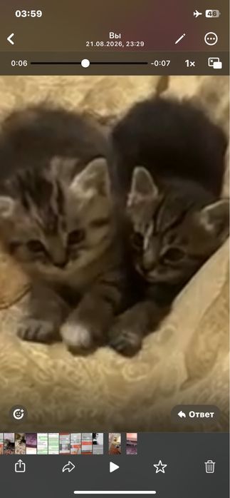 Отдам котят в хорошие руки