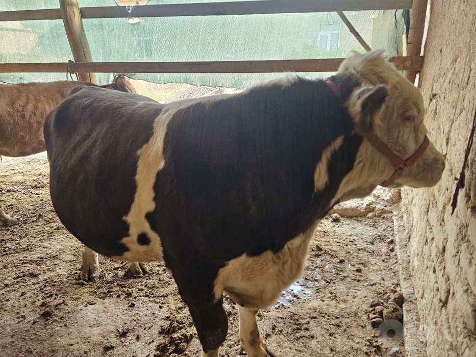 smental buqa sotiladi aksiyada 45. Milyon