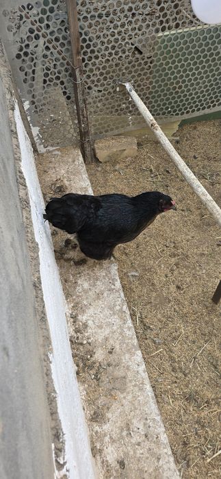 Брама  товуклар ва хуроз