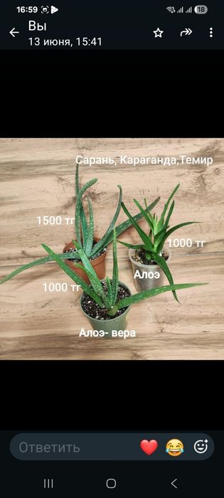 Алоэ,шлюмбергера,рипсалидопсис