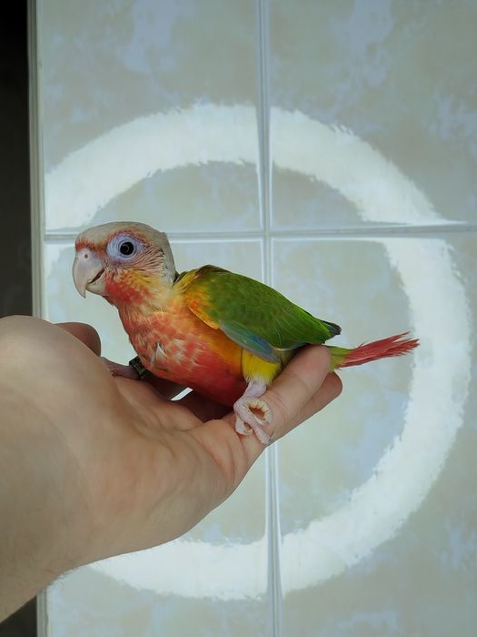 Ручной попугай перрура