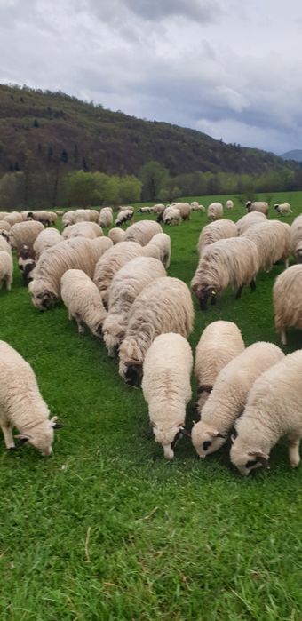 Vand 250 oi turcane  tinere cu miei