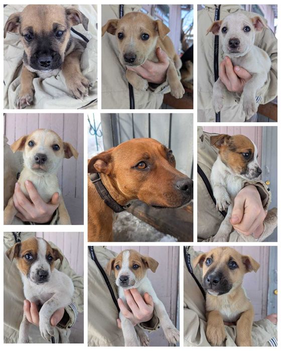 Щенки стафорда в дом