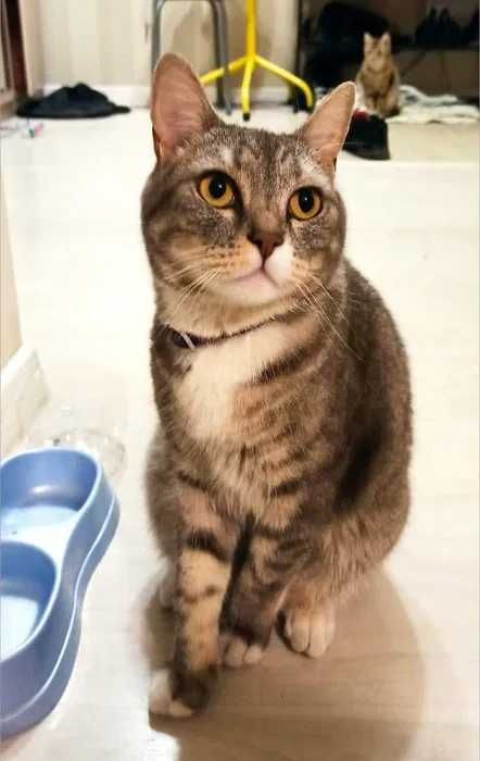 Кот помесь британца (кастрирован)