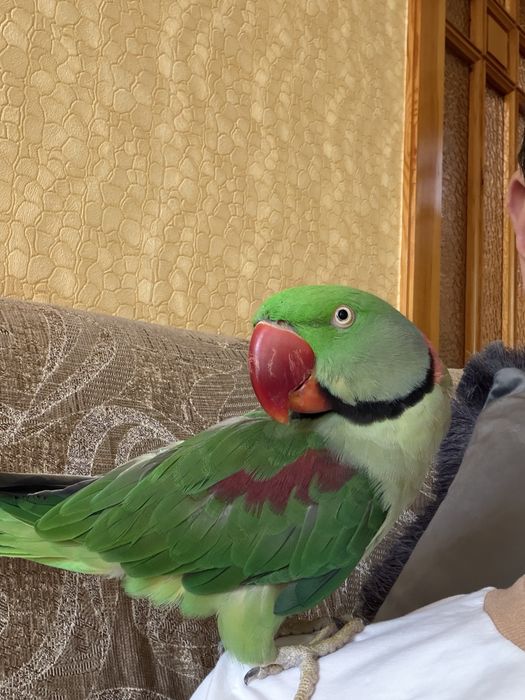 Александрийский попугай