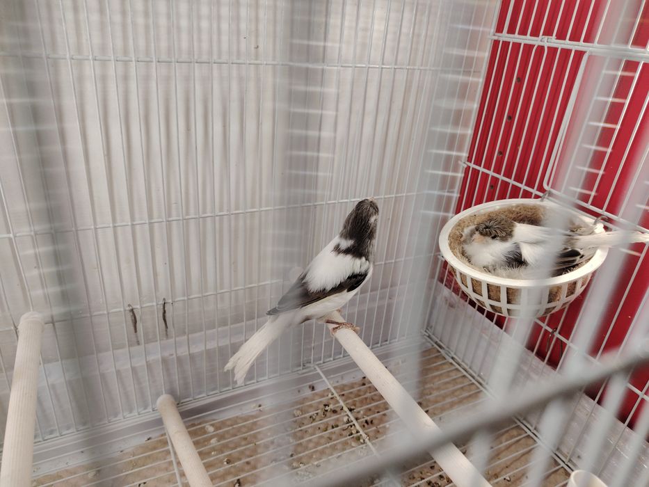 Canari Timbrado Continuu