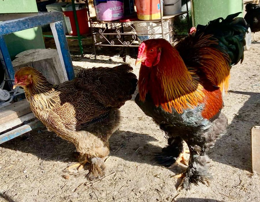 Cocos Brahma Potranichiu de vânzare