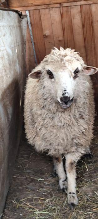 Vând 2 oi  foarte frumoase