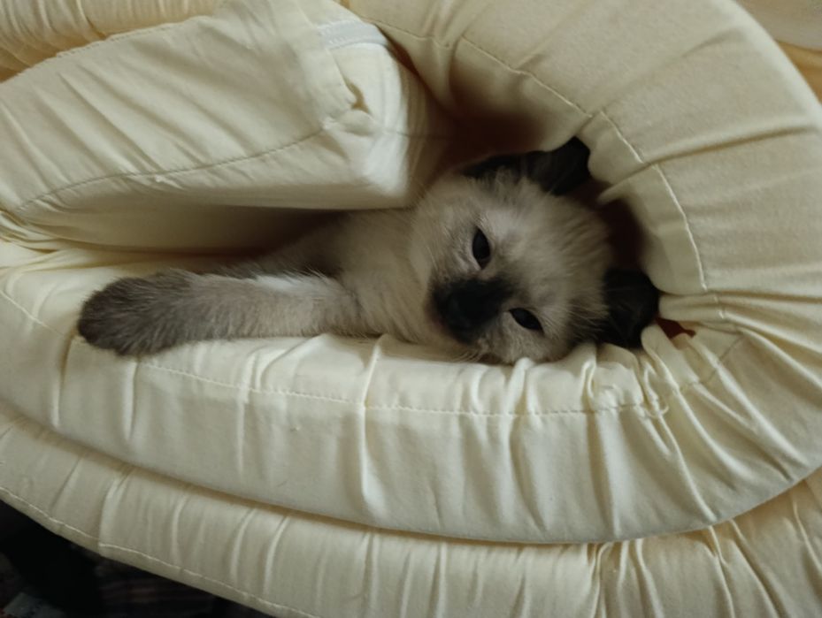 Кошка ищет семью
