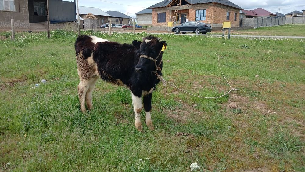 Таналар сатылады