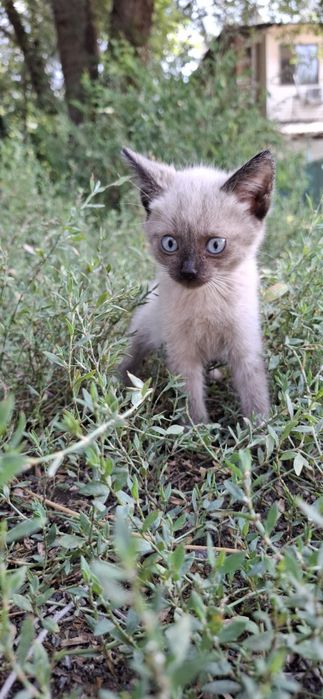 Отдам в хорошие руки!