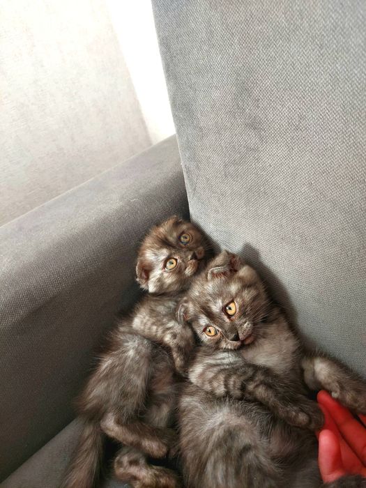 Мальчик и девочка-2 месяца