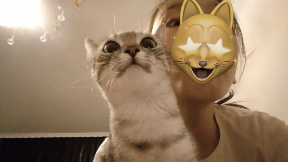 замечательная кошка Алиса даром